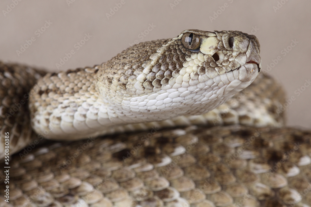 Fototapeta premium A portrait of a Western Diamondback Rattlesnake 