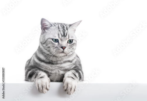 Kitten isolated on white. British shorthair silver tabby cat breed
