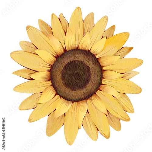 sunflower isolated on white