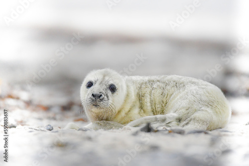 seal baby at the beach of heligoland