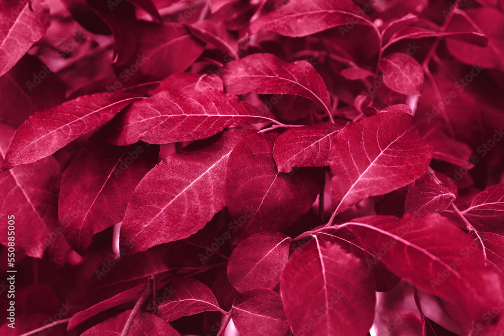 Demonstrating color 2023 Viva Magenta. Purple red leaves background. Natural textured foliage. Lush dark toned forest flowers. Backplate for organic products presentation. Nature, environment Demonstrating color 2023 Viva Magenta. Purple red leaves background. Natural textured foliage. Lush dark toned forest flowers. Backplate for organic products presentation. Nature, environment