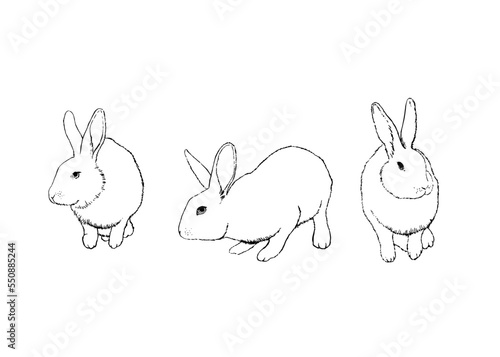 White rabbits ink sketch. Hand drawn vintage vector illustration.