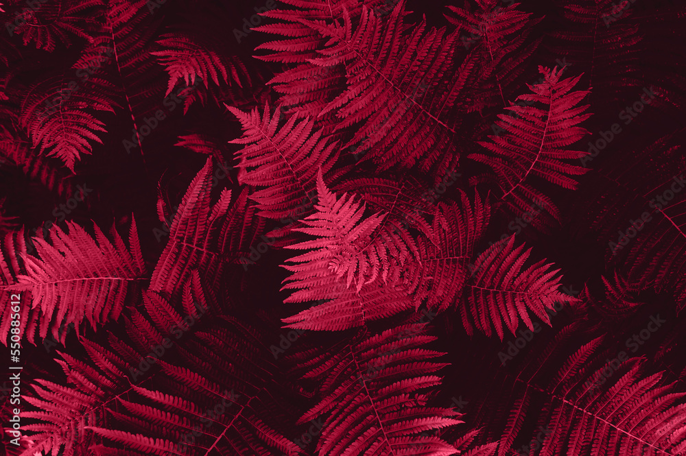 Close up of magenta fern leaves, Viva Magenta color of the year 2023, garden during summer, natural floral fern background image, toned trendy image