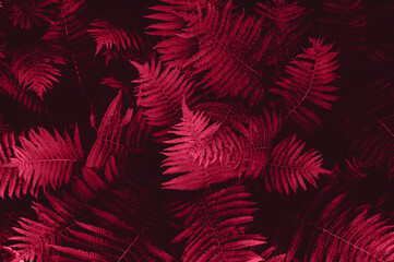 Foto auf Acrylglas Pantone 2023 Viva Magenta Nahaufnahme von magentafarbenen Farnblättern, Viva Magenta-Farbe des Jahres 2023, Garten im Sommer, natürliches Blumenfarn-Hintergrundbild, getöntes trendiges Bild  © manuta