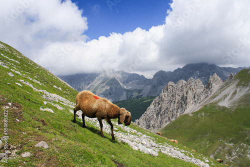 panoramic landscape with meadows, sheep and mountains in the Alps
