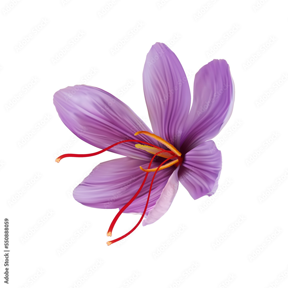 Fototapeta premium Saffron flower Bud open close-up. Seasoning expensive saffron