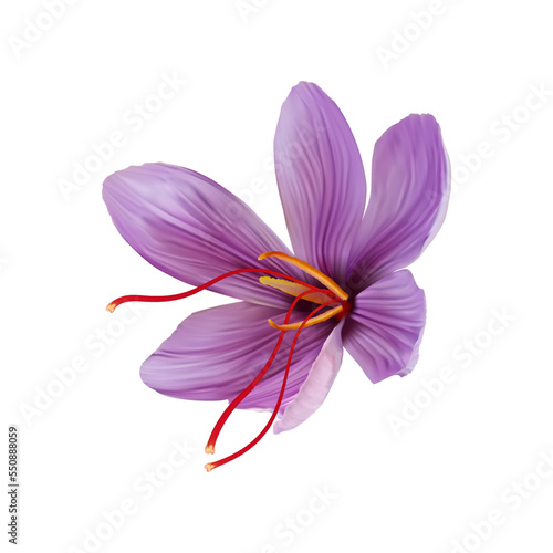 Saffron flower Bud open close-up. Seasoning expensive saffron