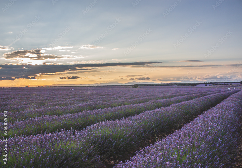 Obraz premium Brihuega, Campos de lavanda