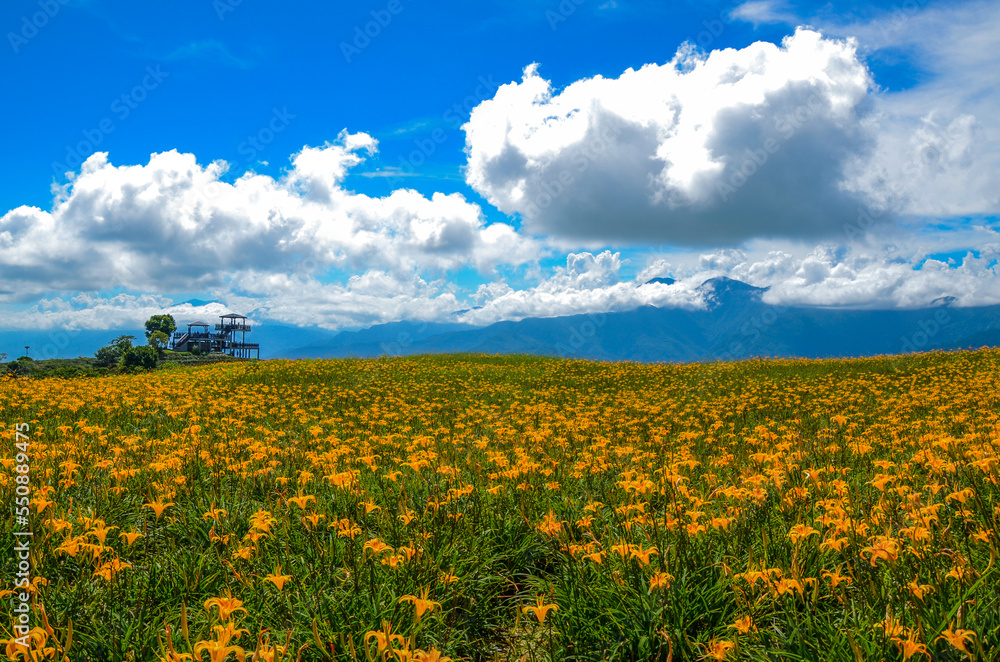 Hemerocallis fulva, Orange Daylily, The Orange day lily flower at sixty stone mountain, Fuli, Hualien, Taiwan