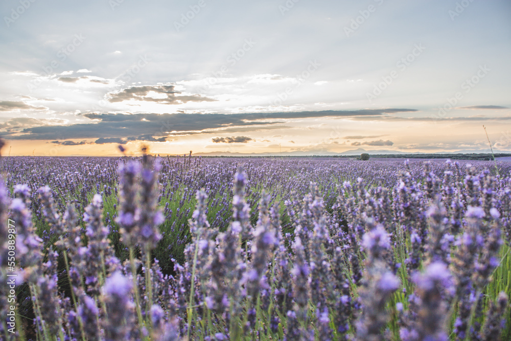 Naklejka premium Brihuega, Campos de lavanda