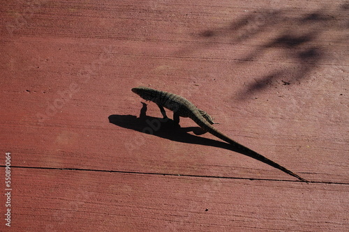 Dark lizard on brown red sourface Background  photo