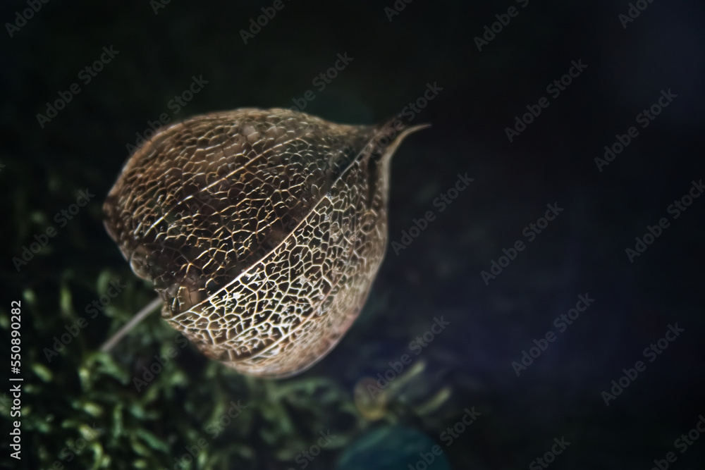 Dried Physalis flower skeleton on moss close-up 