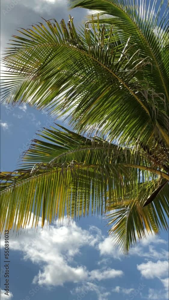 Slow panning upward shot of a coconut tree, with gorgeous clouds in the skies Slow panning upward shot of a coconut tree, with gorgeous clouds in the skies