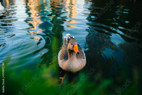 Wild ducks swim in the lake. Birds close-up in the water. Spring. High quality photo