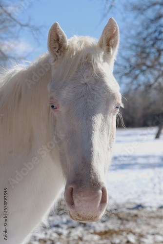 Blue eyes and pink nose of young white horse face closeup with Texas winter snow in background.