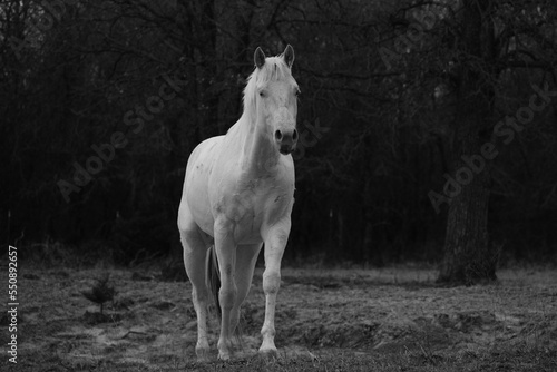Young white paint horse in dramatic dark background on Texas ranch during winter season outdoors. © ccestep8