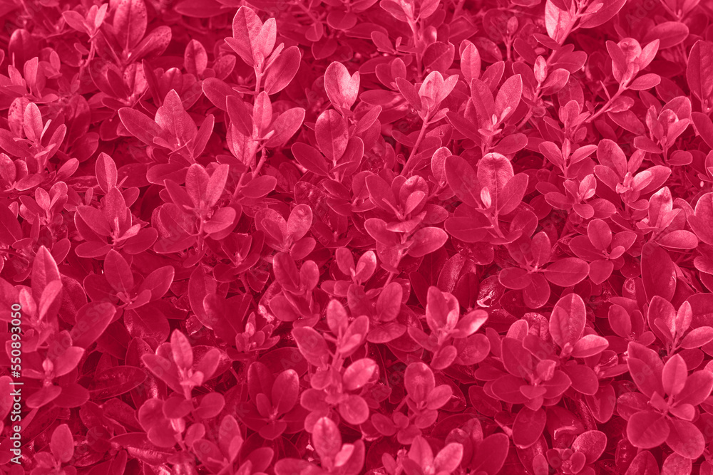 Viva magenta color leaf texture, nature monochrom background. Color of the year 2023