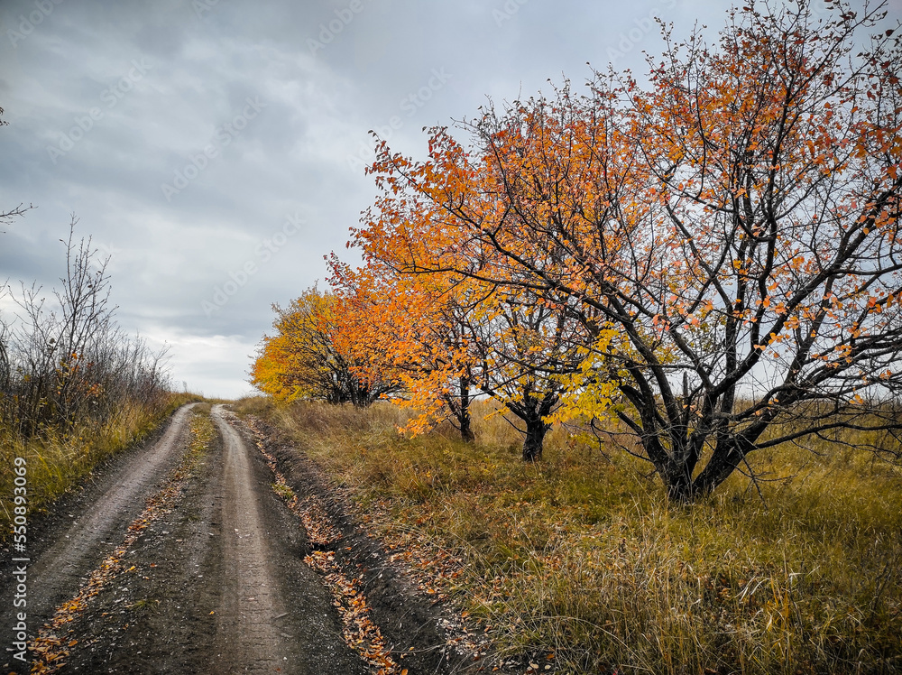 road along the autumn forest. High quality photo road along the autumn forest. High quality photo