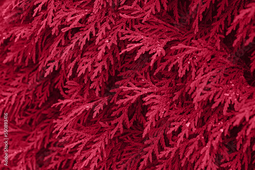 Viva magenta color leaf texture, nature monochrom background. Color of the year 2023