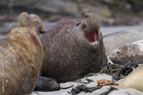 Rival approaches a dominant male Southern Elephant Seal (Mirounga leonina) to fight for control of a large harem of females during the breeding season on Sea Lion Island in the Falkland Islands. photo