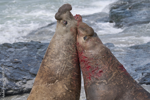 Southern Elephant Seal (Mirounga leonina) fights with a rival for control of a large harem of females during the breeding season on Sea Lion Island in the Falkland Islands.