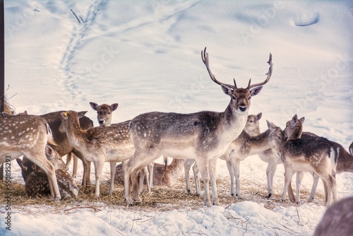 Deer in the snow  Parc Omega  Quebec  Canada