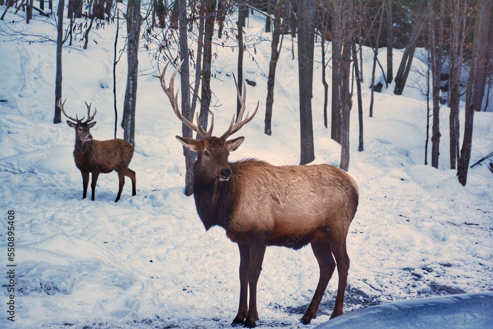 Deer in winter in Parc Omega, Quebec, Canada Deer in winter in Parc Omega, Quebec, Canada