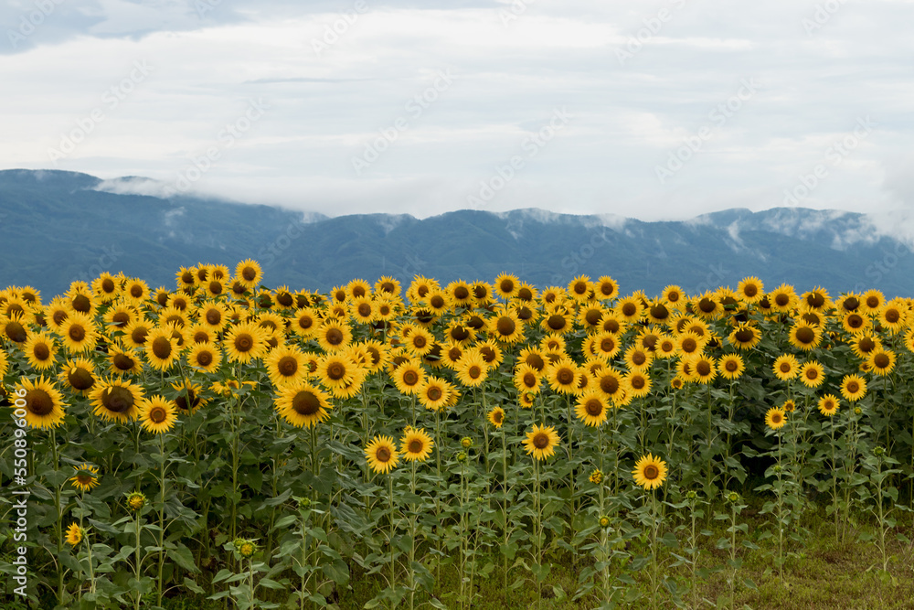 Obraz premium Sunflower in the abundance field with blue bright sky background.Beautiful sunflower in sunflower field on summer with blue sky.