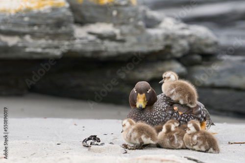 Recently hatched brood of Falkland Steamer Ducks (Tachyeres brachypterus) shelter alongside the adult female on a sandy beach on Sea Lion Island in the Falkland Islands. © JeremyRichards