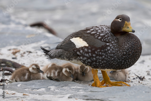 Falkland Steamer Duck (Tachyeres brachypterus) with recently hatched chicks on a sandy beach on Sea Lion Island in the Falkland Islands. photo