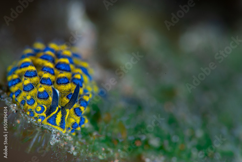 Under Water Sea Slug Photo 