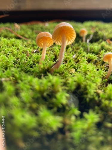 small brown mushrooms grow out of green moss