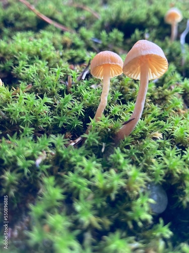 small brown mushrooms grow out of green moss