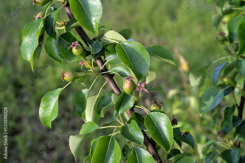 Pear ovaries on tree branch in summer garden