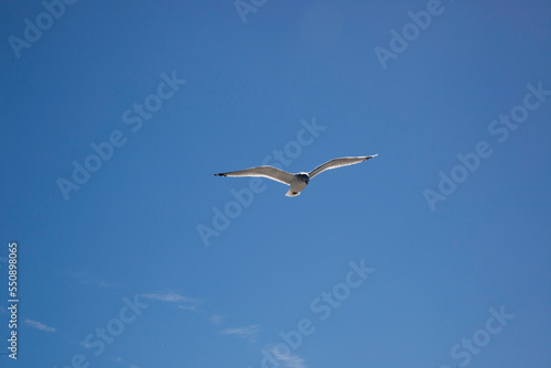 Seagull flying in a blue sky