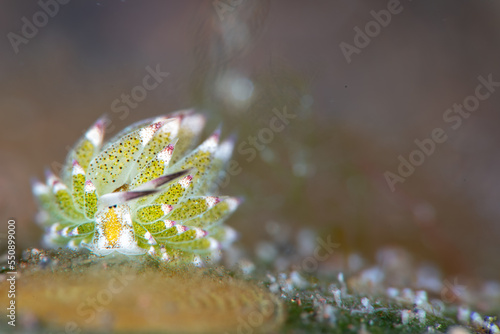 Shaun the sheep Sea Slug