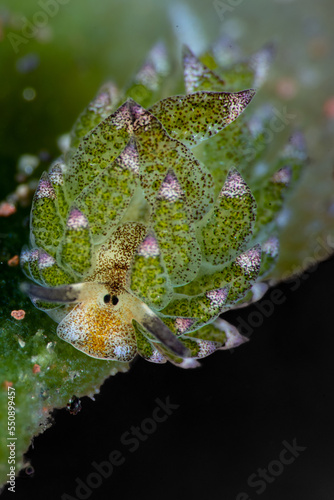 Shaun the sheep Sea Slug