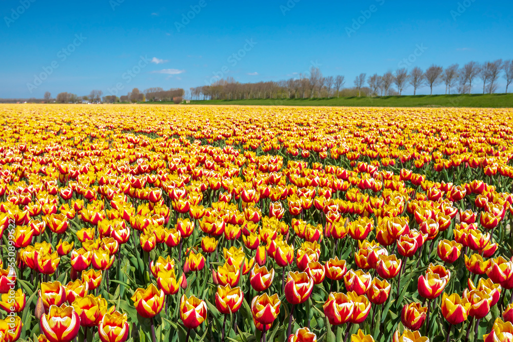 Blooming colorful Dutch yellow red tulips flower field under a blue sky.