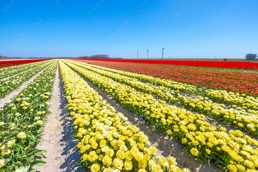 Dutch tulips flower field under a blue sky