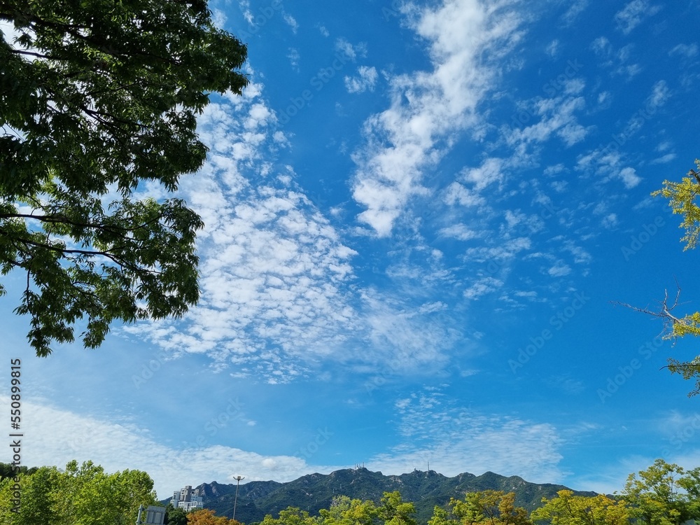 Obraz premium sky with trees and clouds