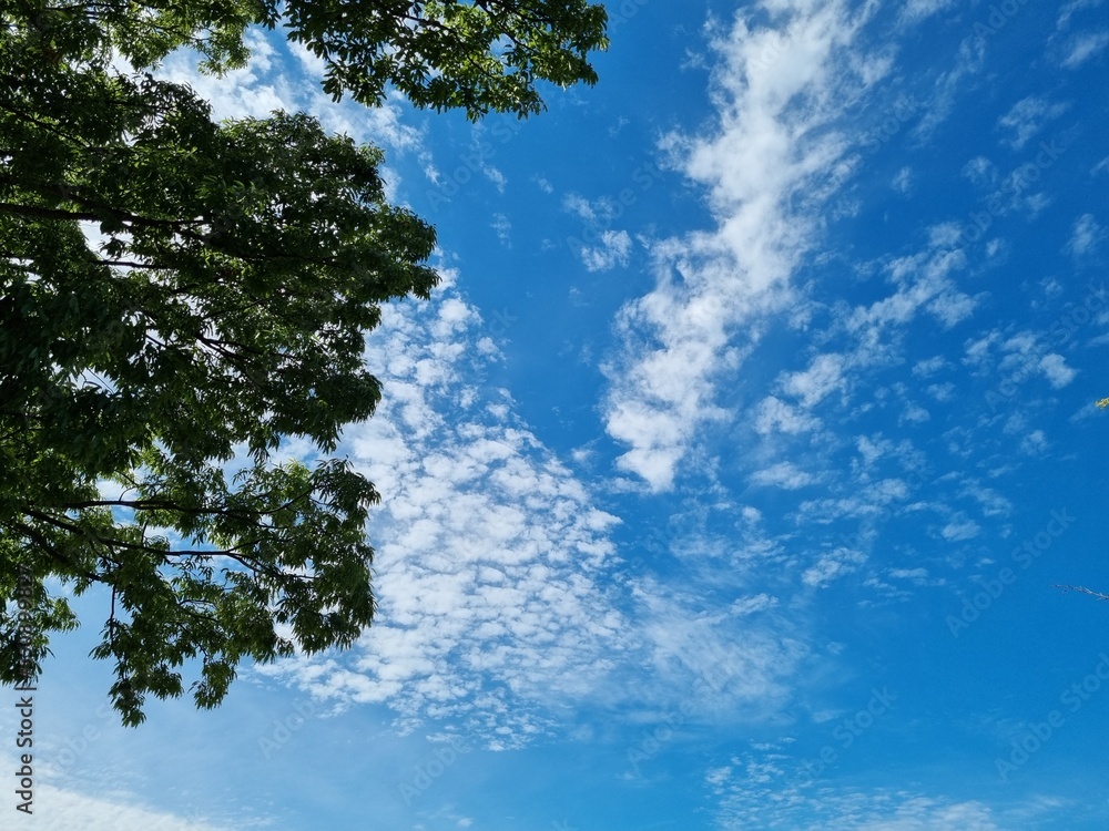 Obraz premium sky with trees and clouds