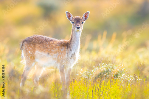 Fallow deer fawn Dama Dama in Autumn photo