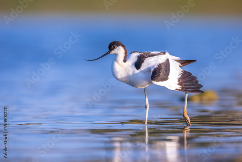 Wallpaper Mural Pied Avocet, Recurvirostra avosetta; parent and chick foraging Torontodigital.ca