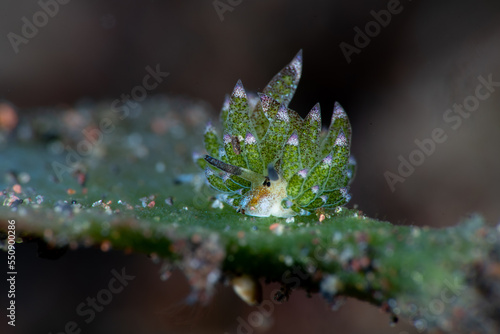 Shaun the sheep Sea Slug