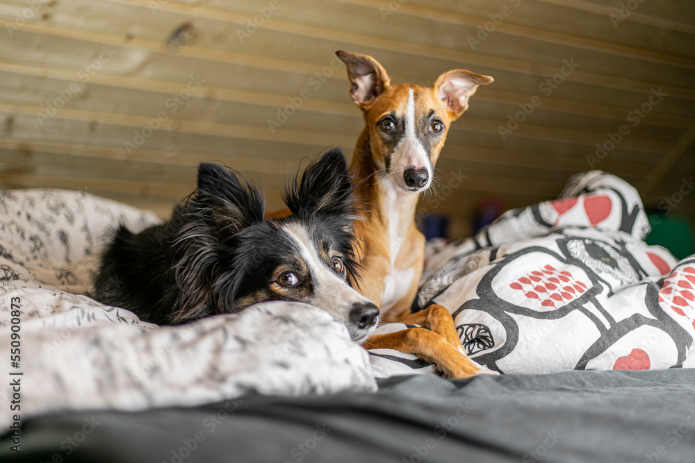 Dwa psy border collie i whippet leżą obok siebie na łóżku w sypialni - obrazy, fototapety, plakaty 