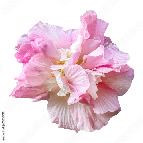 Pink hibiscus mutabilis flower isolated on transparent background	 photo