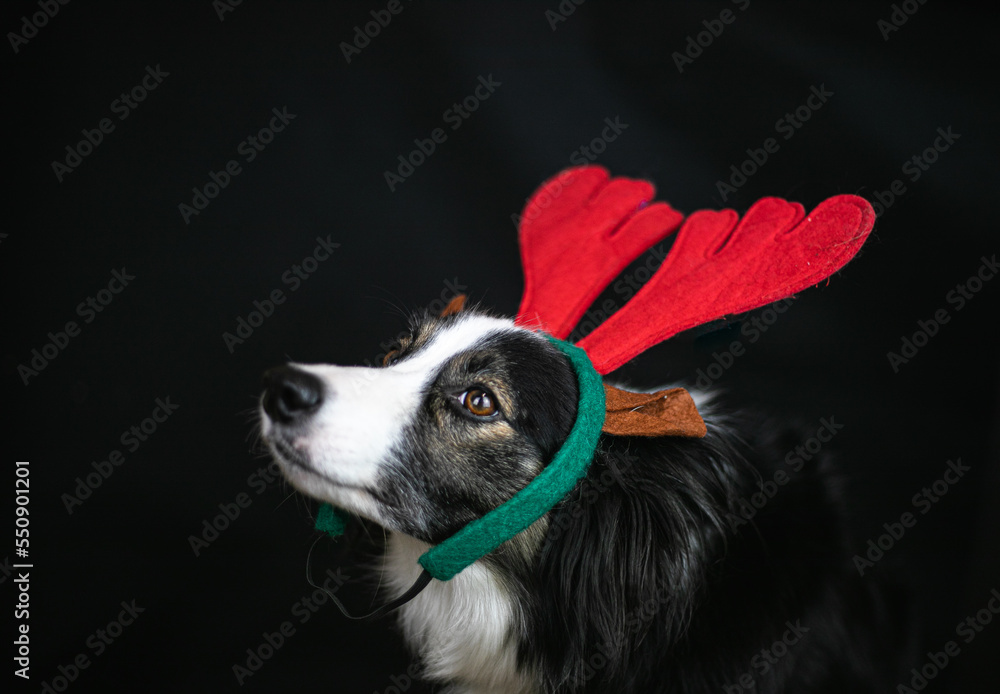 Pies border collie udaje świątecznego renifera
