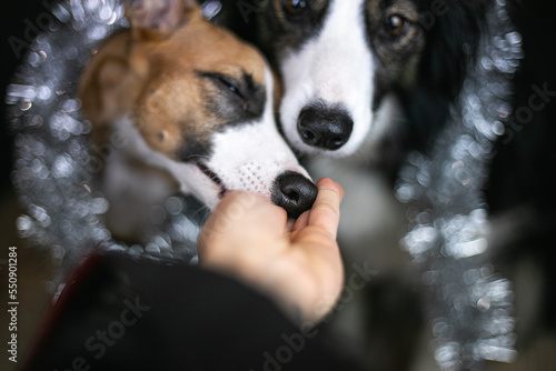 Fototapeta Dwa psy jedzą smakołyka z ręki właściciela