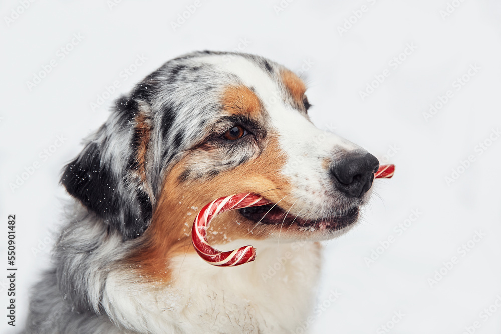 Dog breed Australian Shepherd sits on the street and holds a candy in his mouth. White background, isolate Dog breed Australian Shepherd sits on the street and holds a candy in his mouth. White background, isolate