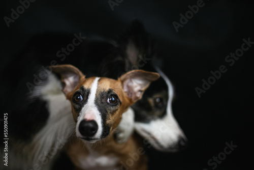 Pies przytula swojego przyjaciela © oliviacy